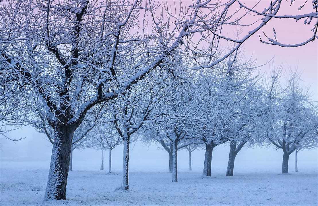 So schön kann ein kalter Wintermorgen sein. Blick in den verschneiten Baumgarten. (Bild: André Egli (Ettiswil, 18. Januar 2019))