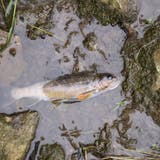 Gewässerverschmutzung mit Fischsterben durch Schmutzwasser nach einer Toi-toi-Reinigung in Rickenbach. (Bild: Luzerner Polizei, 17. Mai 2018)
