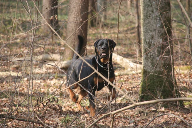 Die Jagd ist ein Grundbedürfnis eines jeden Hundes. Je nach Rasse ist dieser Trieb etwas ausgeprägter als bei anderen. (Archivbild: TZ/Susanne Basler)