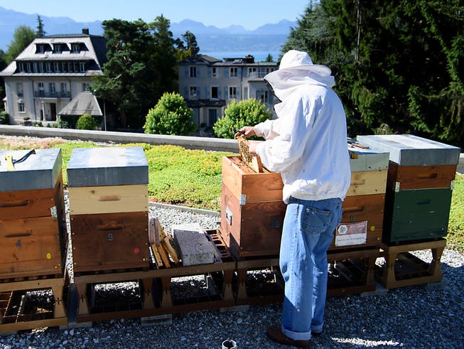 Bisher war es für Imker mühsame Zählarbeit, den Varroa-Milben-Befall ihrer Bienenstöcke zu bestimmen. Eine App soll künftig helfen. (Bild: KEYSTONE/LAURENT GILLIERON)