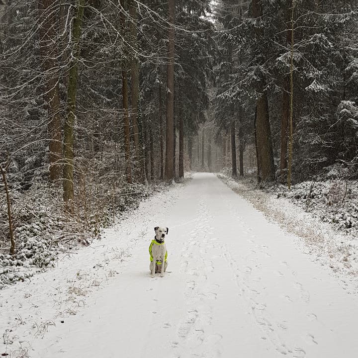 Winterspaziergang mit meinem Hund. (Bild: Andreas Helfenstein (Eschenbergerwald, 5. Januar 2019))