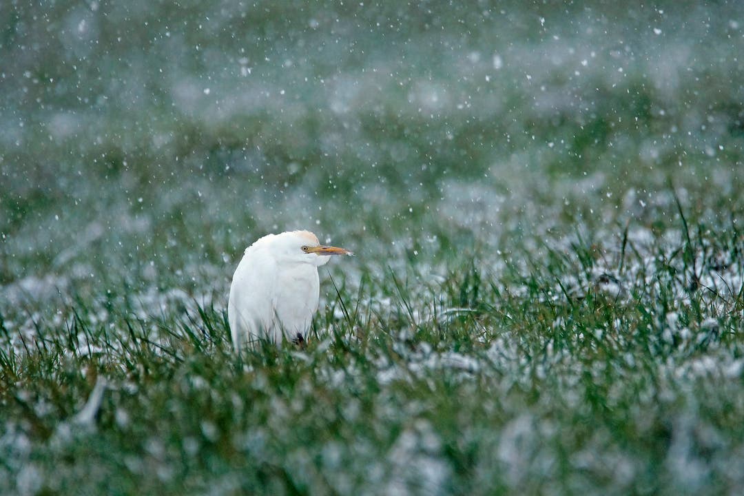 Diesem Kuhreiher, ein extrem seltener Wintergast, gefällt dieser Schnee bestimmt nicht besonders. (Bild: Marianne Schmid (Wangen, 5. Januar 2019))
