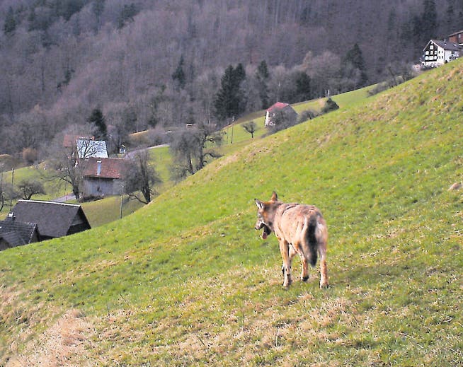 Der Wolf konnte nun auch im Liechtenstein nachgewiesen werden. (Bild: PD)