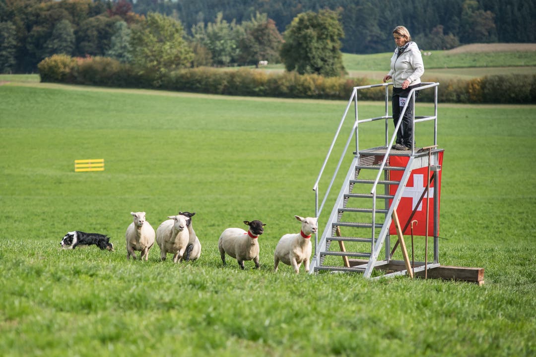 Impressionen der Schweizermeisterschaft der Hütehunde 2019. (Bild: Pius Amrein, Rain, 18. Oktober 2019)