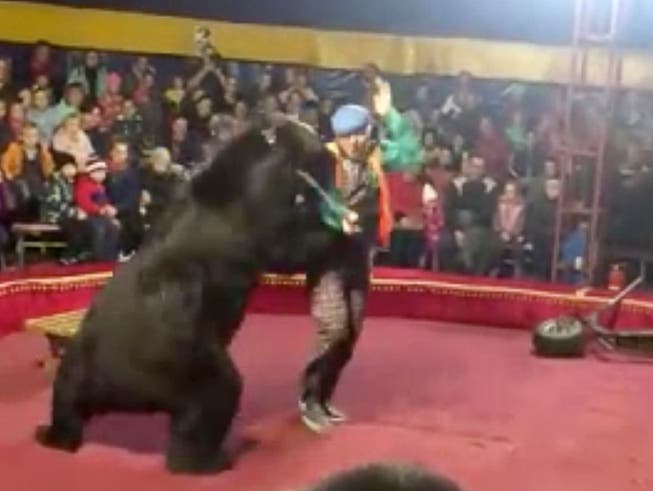 In einem Zirkus in Russland hat ein Bär eine Person während der Vorstellung angegriffen. (Bild: KEYSTONE/AP Galina Guryeva)