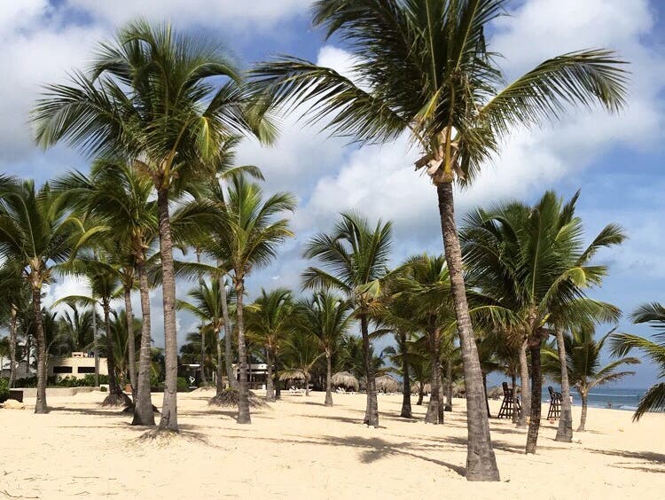 Begehrtes Reiseziel: Sandstrand unter Palmen in der Dominikanischen Republik. (Bild: Annina Steininger, Punta Cana, September 2019)