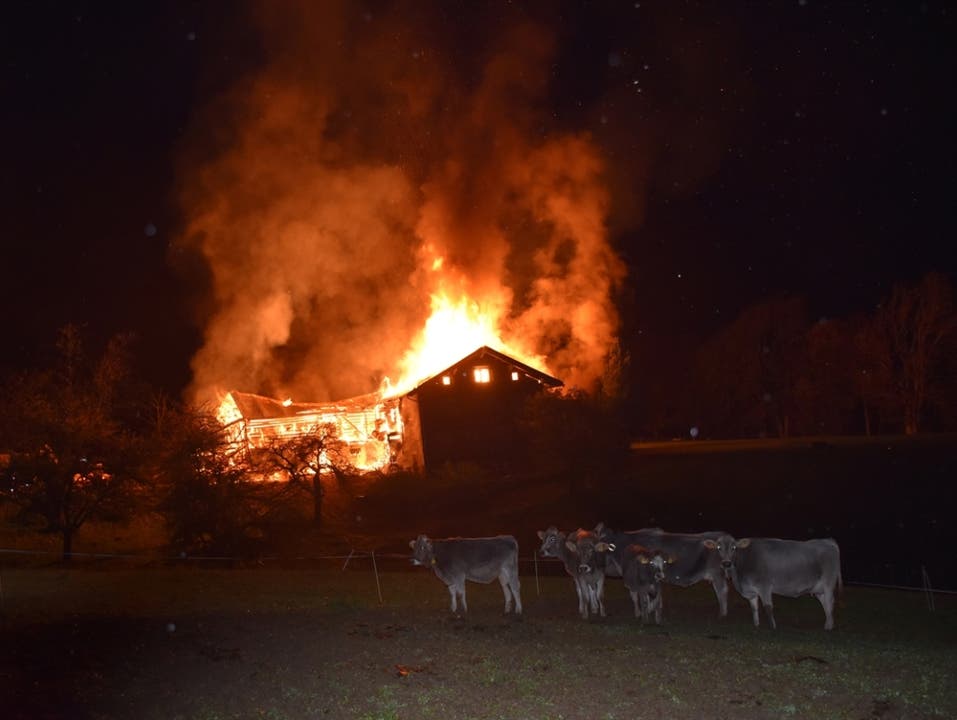 Die Milchkühe befanden sich zum Zeitpunkt des Brandausbruchs nicht im Stall. (Bild: Kapo GR)