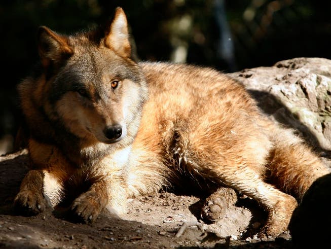 Die Zahl der Wölfe ist in Graubünden um zwei reduziert worden. (Bild: KEYSTONE/ALESSANDRO DELLA BELLA)
