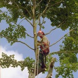 In Arbon werden einzelne Bäume aus Sicherheitsgründen gefällt. (Symbolbild: PD)