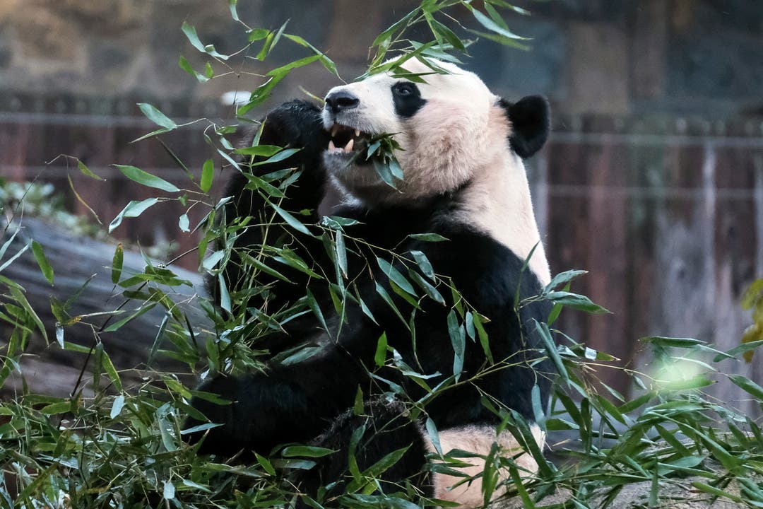 Panda: Erfolg für den Artenschutz: Der Grosse Panda gilt nicht mehr als vom Aussterben bedroht. Die Experten führen den Erfolg auf die Aufforstung von Bambuswäldern in China sowie die Leihgabe von Pandas zur Fortpflanzung an Zoos zurück. Nach jüngsten Schätzungen leben derzeit 1864 Pandabären in freier Wildbahn. In den 1980er Jahren, zum Tiefpunkt der Panda-Zahlen, waren es weniger als 1000 Tiere. Trotzdem ist die Tierart auf der Roten Liste noch immer als «gefährdet» eingestuft. (Bild: Keystone)