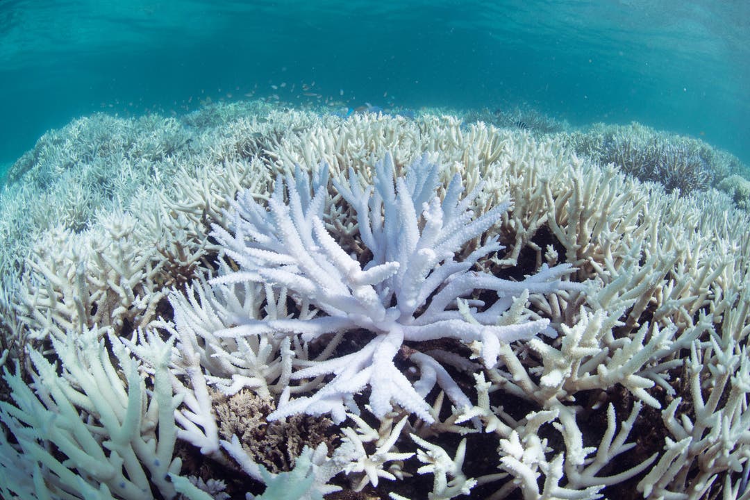 Das Weiss der ausgebleichten Korallen mag zwar schön aussehen. Es bedeutet aber, dass der Organismus kurz vor dem Absterben ist. (Bild: Keystone)