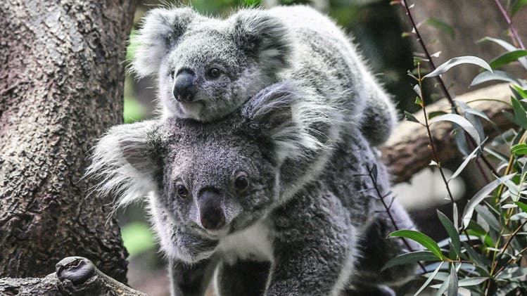 Um die süssen Beuteltiere steht es schlecht: Rund 350 Koalas starben aufgrund der Buschfeuer in Australien.