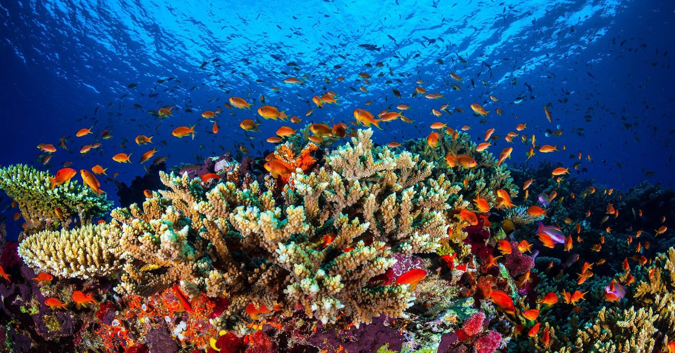 So wie auf diesem Bild sehen aber grosse Teile des Great Barrier Reefs in Australien nicht mehr aus. (Bild: Keystone)