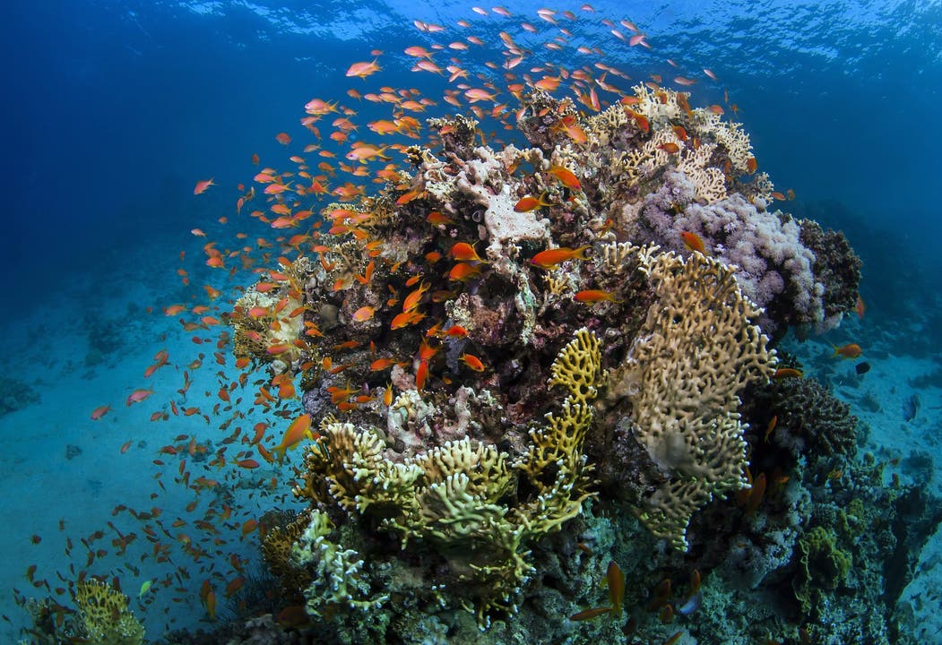 So stellen wir uns Korallenriffe vor: schillernd, bunt, voller Leben. (Bild: Keystone)