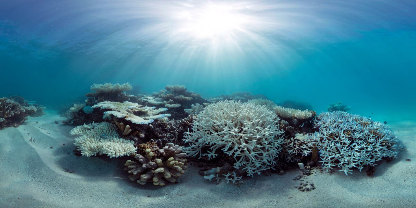 Ein abgestorbenes Korallenriff bietet keine Heimat mehr für die Lebewesen im Meer: Fische ziehen sich zurück, das ganze Ökosystem bricht zusammen. (Bild: Keystone)