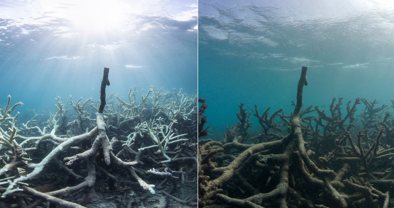 Diese beiden Fotos derselben Koralle liegen nur zwei Monate auseinander. Auf der linken Seite ist die Koralle ausgebleicht, auf der rechten Seite ist sie abgestorben. (Bild: Keystone)