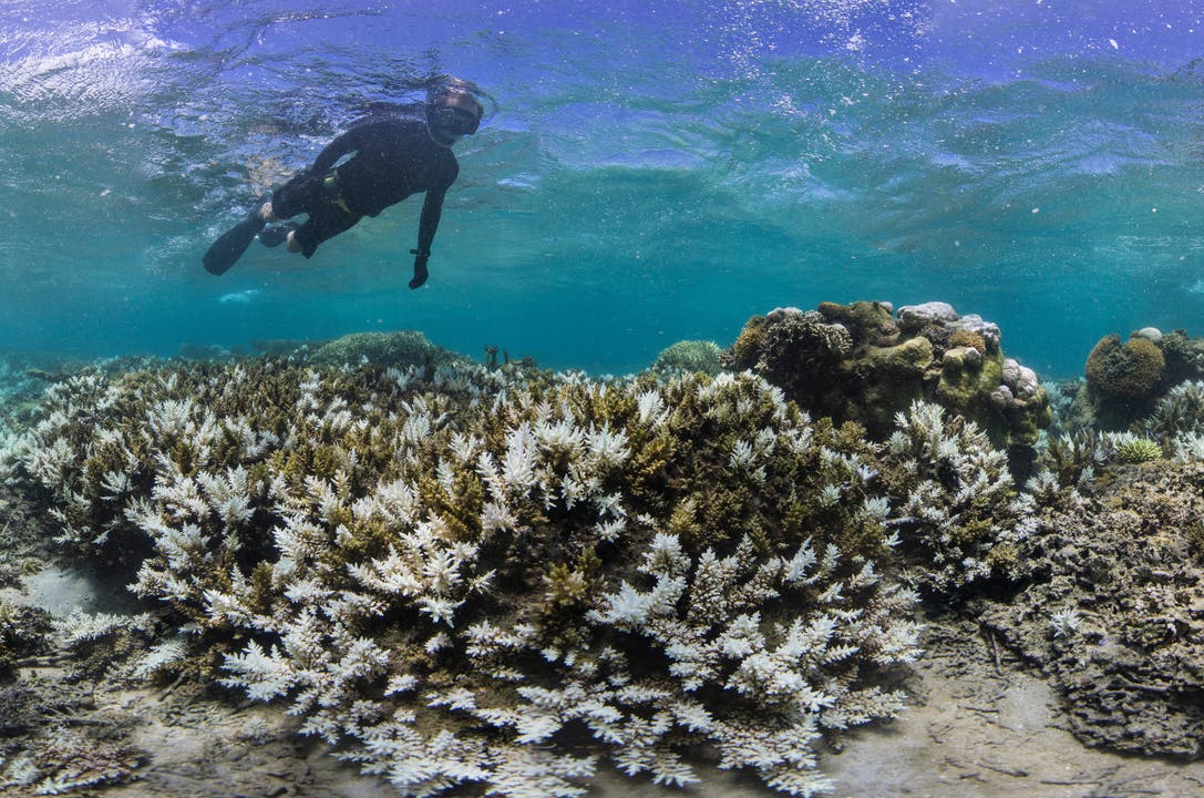 Kehren die Zooxanthellen nicht innerhalb eines Zeitraumes von etwa acht Wochen zurück, stirbt die Koralle ab. Am Kalkskelett setzen sich dann Algen ab. (Bild: Keystone)