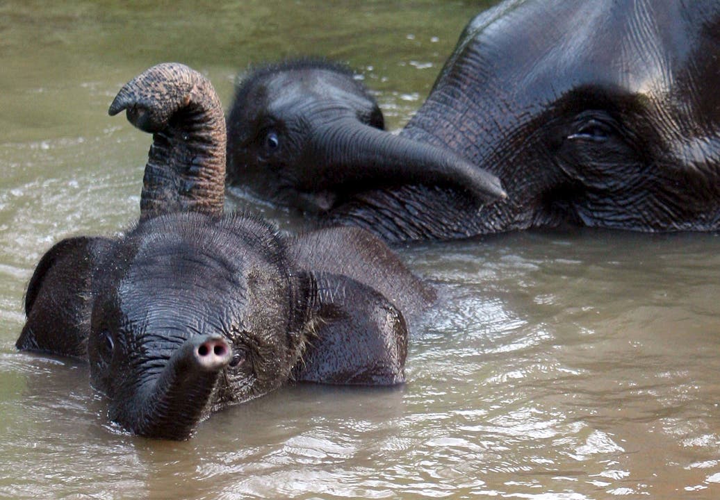Sumatra Elefant: Innerhalb nur einer Generation ist die Zahl der in freier Wildbahn lebenden Sumatra-Elefanten um die Hälfte zusammengeschrumpft. Die Hauptursache für den schwindenden Bestand ist der Verlust der Lebensräume. Wissenschaftler gehen davon aus, dass die endemische, also nur auf Sumatra lebende Elefantenunterart, schon in weniger als 30 Jahren gänzlich ausgerottet sein könnte. (Bild: Keystone)