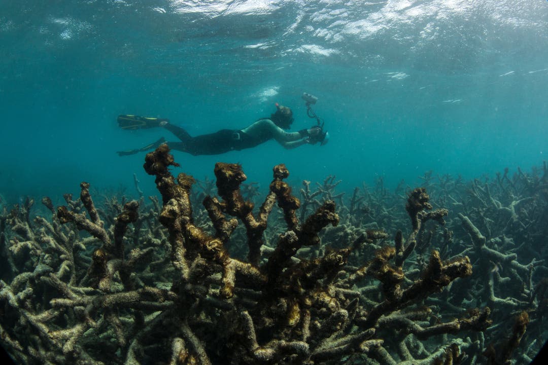 Stattdessen präsentiert sich dieses Bild von abgestorbenen Korallen. (Bild: Keystone)