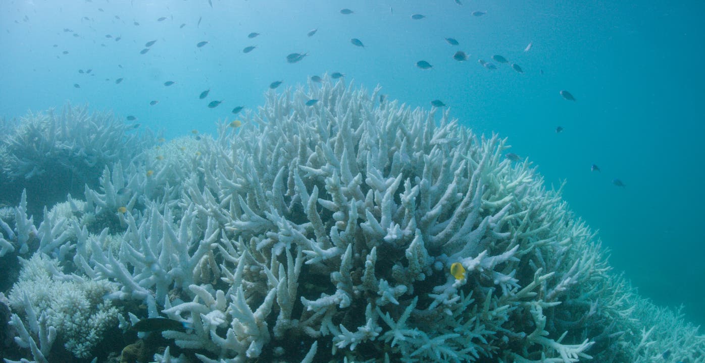 Dieses Phänomen wird Korallenbleiche genannt und tritt vor allem bei zu hohen Wassertemperaturen auf. (Bild: Keystone)