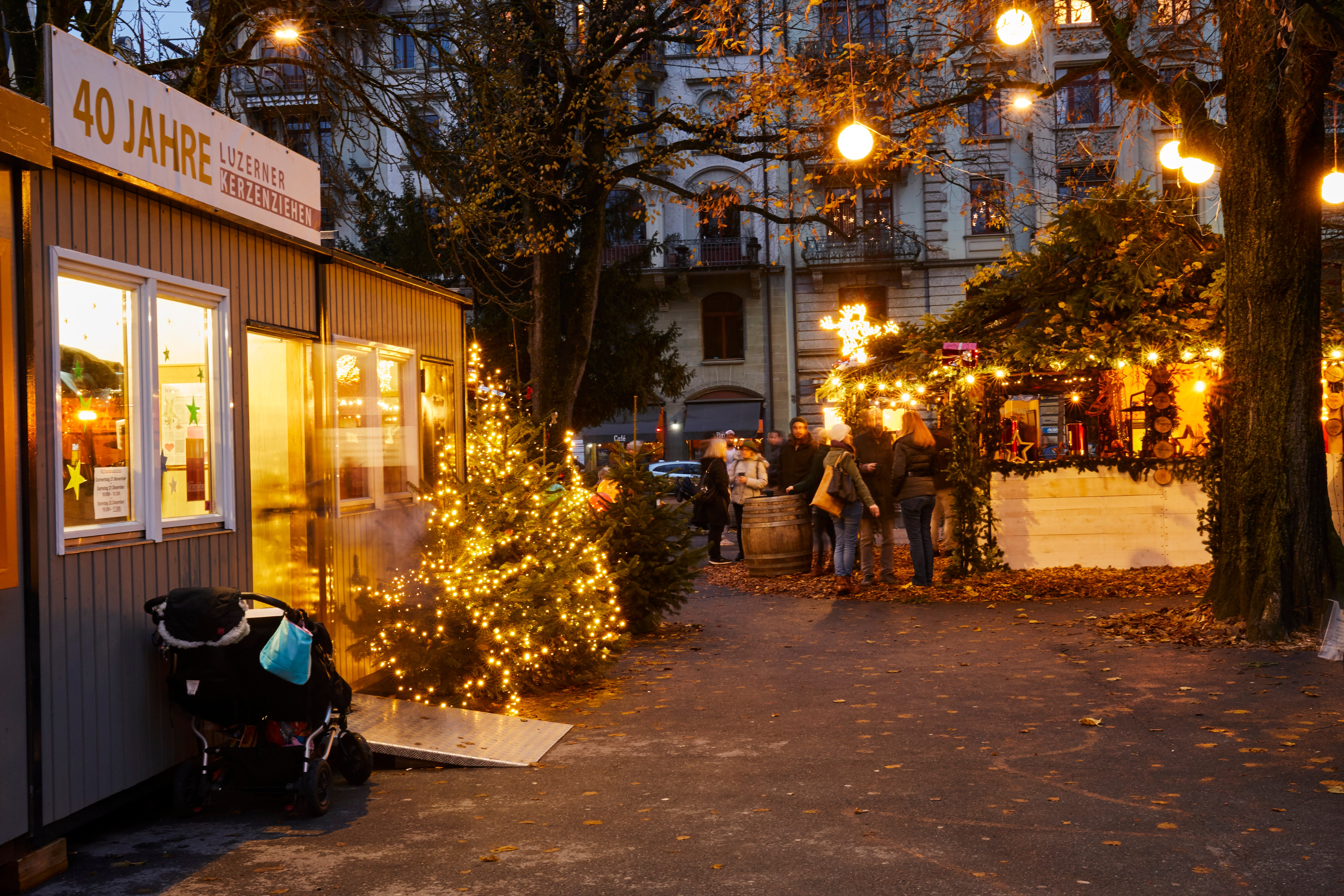 1. Adventsfenster: Die Bundesplatz-Zeder erstrahlt im Weihnachtsglanz