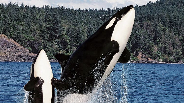 Bei den Orcas kümmern sich auch die Grossmütter um den Nachwuchs.