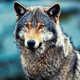 Auch nach den Wolfsrissen wurde der Herdenschutz im Appenzellerland kaum verstärkt.