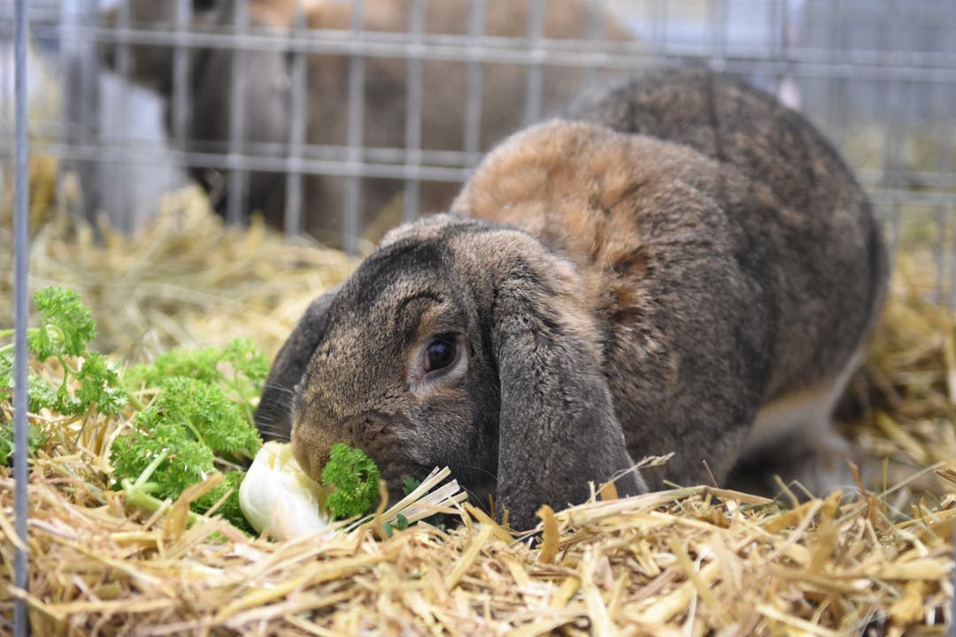 Über 900 Geflügel und Kaninchen an der Kleintierausstellung in Gais zu sehen.