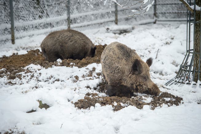 Winterstimmung im Wildtierpark Peter und PaulWildschwein