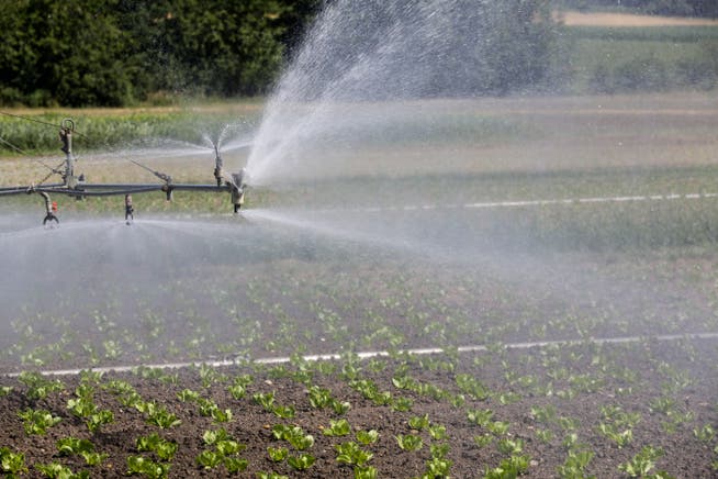 Ein Gemüsefeld im Thurgau wird bewässert. (Bild: Donato Caspari)