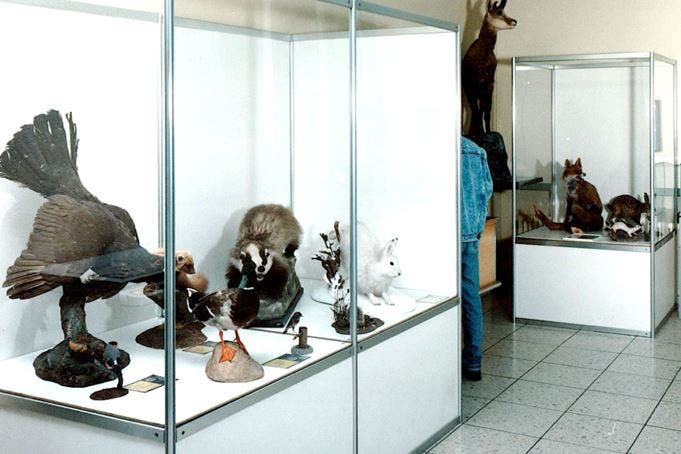 In deren Schalterhalle führte Posthalter Ruedi Püntener immer wieder mal Ausstellungen durch wie diese hier zum Thema «Tiere auf Schweizer Briefmarken».