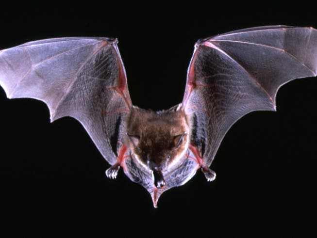 Fledermäuse sind Träger von Viren, die auch dem Menschen gefährlich werden können. (Bild: KEYSTONE/AP/MERLIN D. TUTTLE)
