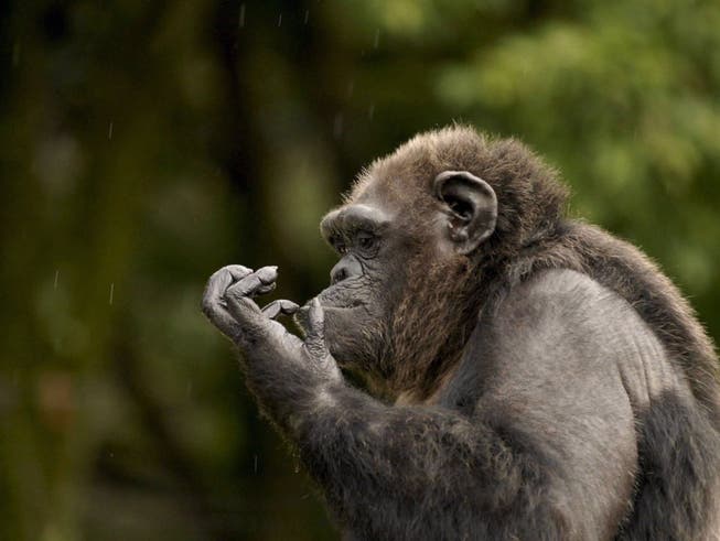 Schimpansen haben eine ausgefeiltere Kultur als jeder andere nichtmenschliche Primat. (Bild: KEYSTONE/EPA/EDGAR DOMÍNGUEZ)