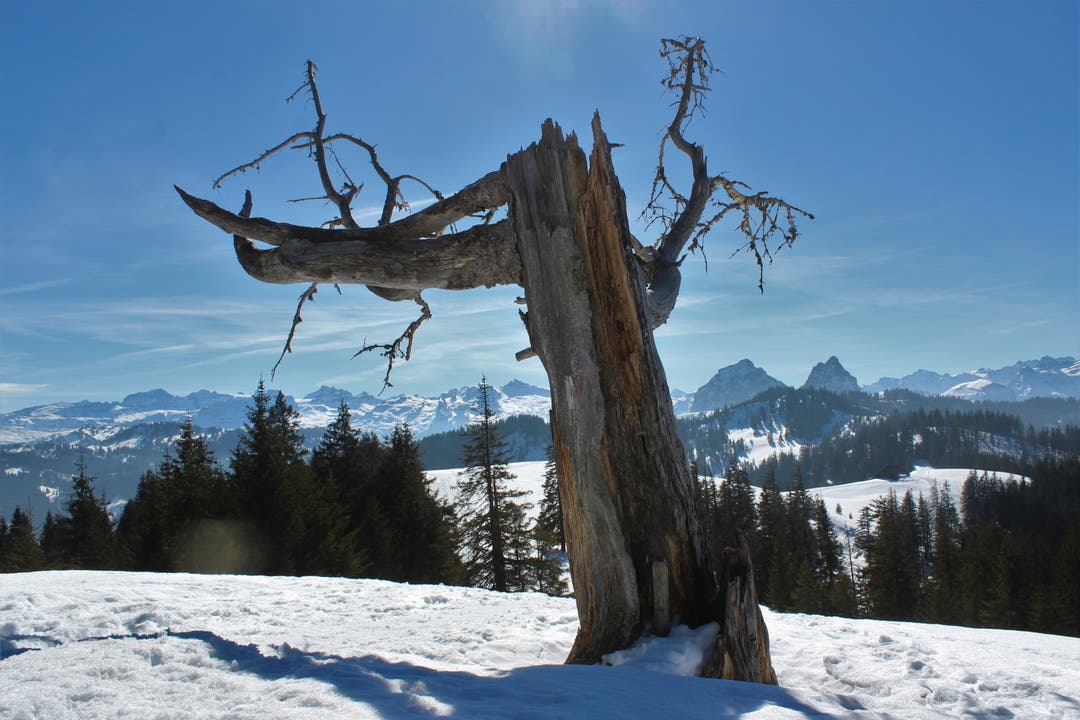 Auf der Schneeschuhtour zwischen Biberegg und Alptal: Blick vom Grat Hoch Tändli in Richtung Süden über die Urner Alpen und Mythen. (Bild: André Guntern)