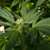 Der Experimentierartikel für Cannabis-Versuche sorgt in Bundesbern schon länger für Diskussionen. (Bild: Richard Vogel/AP)