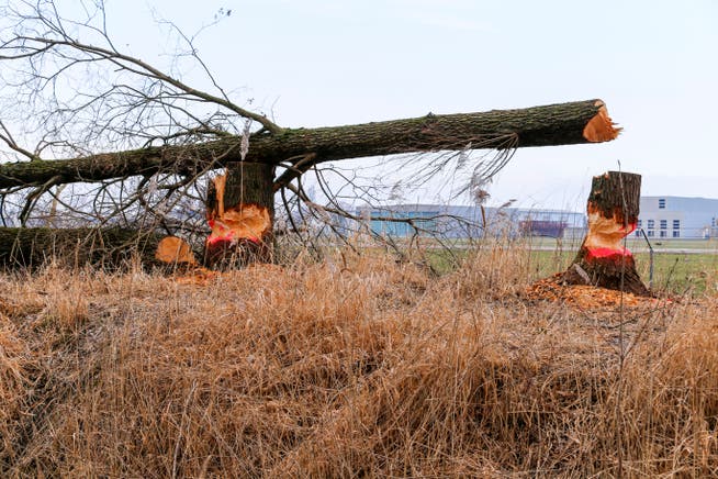 Ein frisch angenagter und aus Sicherheitsgründen gefällter Baum auf Höhe des Flugplatzes in Altenrhein. Schlimmstenfalls könnten Bäume auf die stark befahrene Burietstrasse fallen. (Bild: Rudolf Hirtl)