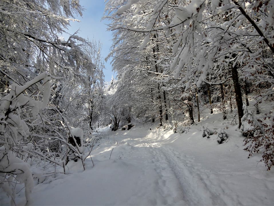 Einfach nur märchenhaft ist diese herrliche Schneelandschaft. Aufgenommen auf dem Höhenweg in Meggen. (Bild: Margrith Imhof-Röthlin, 5. Februar 2019)