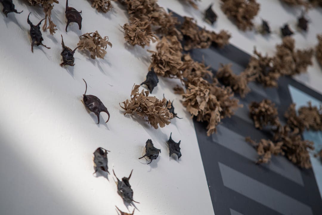 Bei den schwarzen «Käfern» handelt es sich um Rocheneierhüllen. (Bild: Pius Amrein, Luzern, 18. März 2019)