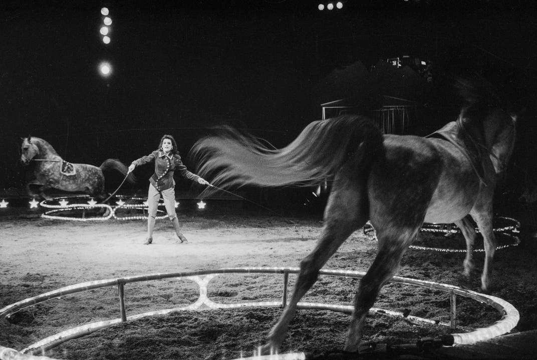 Freiheitsdressur mit Pferden, präsentiert von Géraldine Knie im Jahr 1993. (Bild: Keystone /Str)