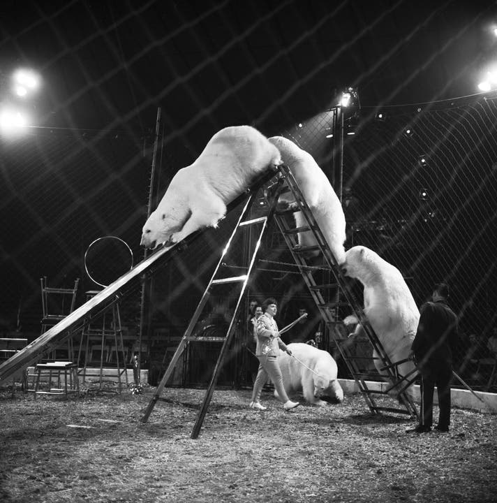 Selbst Eisbären sind im Zirkus Knie zu sehen, aufgenommen im März 1965 in Rapperswil. (Bild: Keystone /Str)