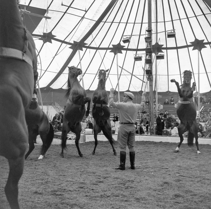 Traditionelle Pressematinee im Zelt des Zirkus Knie im Jahr 1967. (Bild: Keystone /Str)