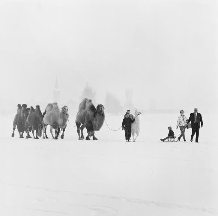 Kamele und ein Lama des Zirkus Knie werden am 29. Januar 1963 auf dem gefrorenen Zürichsee bei Rapperswil ausgeführt. (Bild: Keystone /Str)