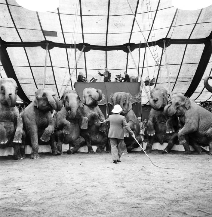 Rolf Knie senior führt im April 1945 in der Manege des Zirkus Knie eine Nummer mit Elefanten auf. (Bild: Keystone /Str)