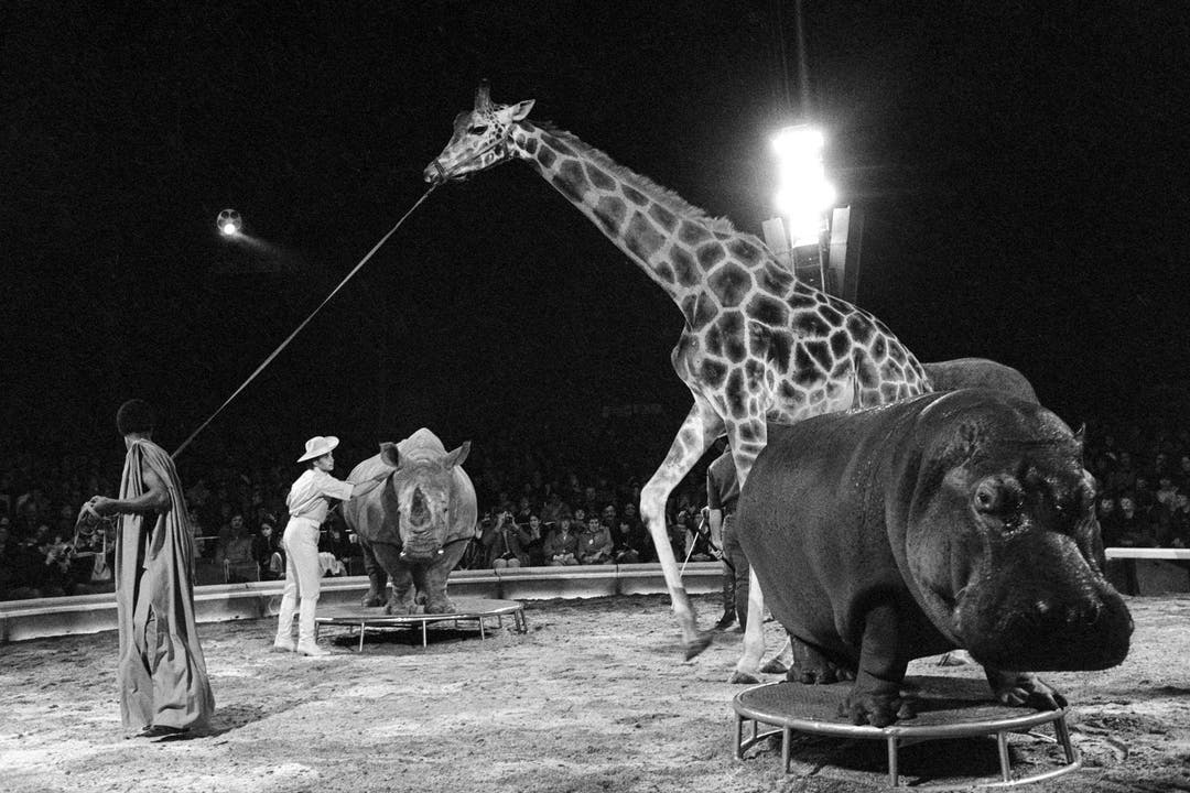 Im Programm des Zirkus Knie treten die vier grössten afrikanischen Säugetiere - eine Giraffe namens Malik, ein Breitmaulnashorn namens Zeila, ein Nilpferd namens Juba und eine afrikanische Elefantkuh namens Malajka - gemeinsam in der Manege auf, aufgenommen während der Saisonpremiere am 15. März 1980 in Rapperswil. (Bild: Keystone /Str)