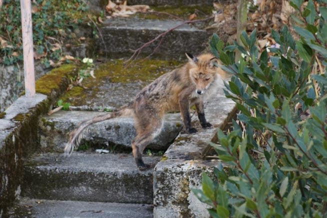 Dieser räudige Fuchs wurde Mitte März im Gebiet der Langensandstrasse Luzern gesichtet und fotografiert. (Bild: PD)