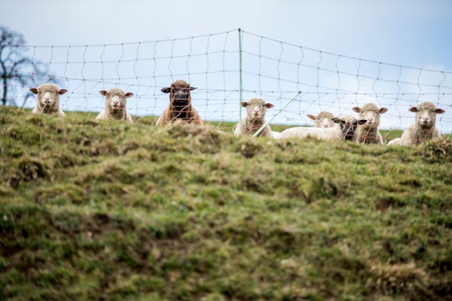 Eine Schafherde bei Remensberg war ohne Wasser auf der Weide. (Bild: Reto Martin)