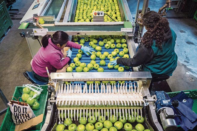 Handarbeit ist bei der Früchteverarbeitung trotz Digitalisierung noch immer unersetzbar. (Bild: Reto Martin)