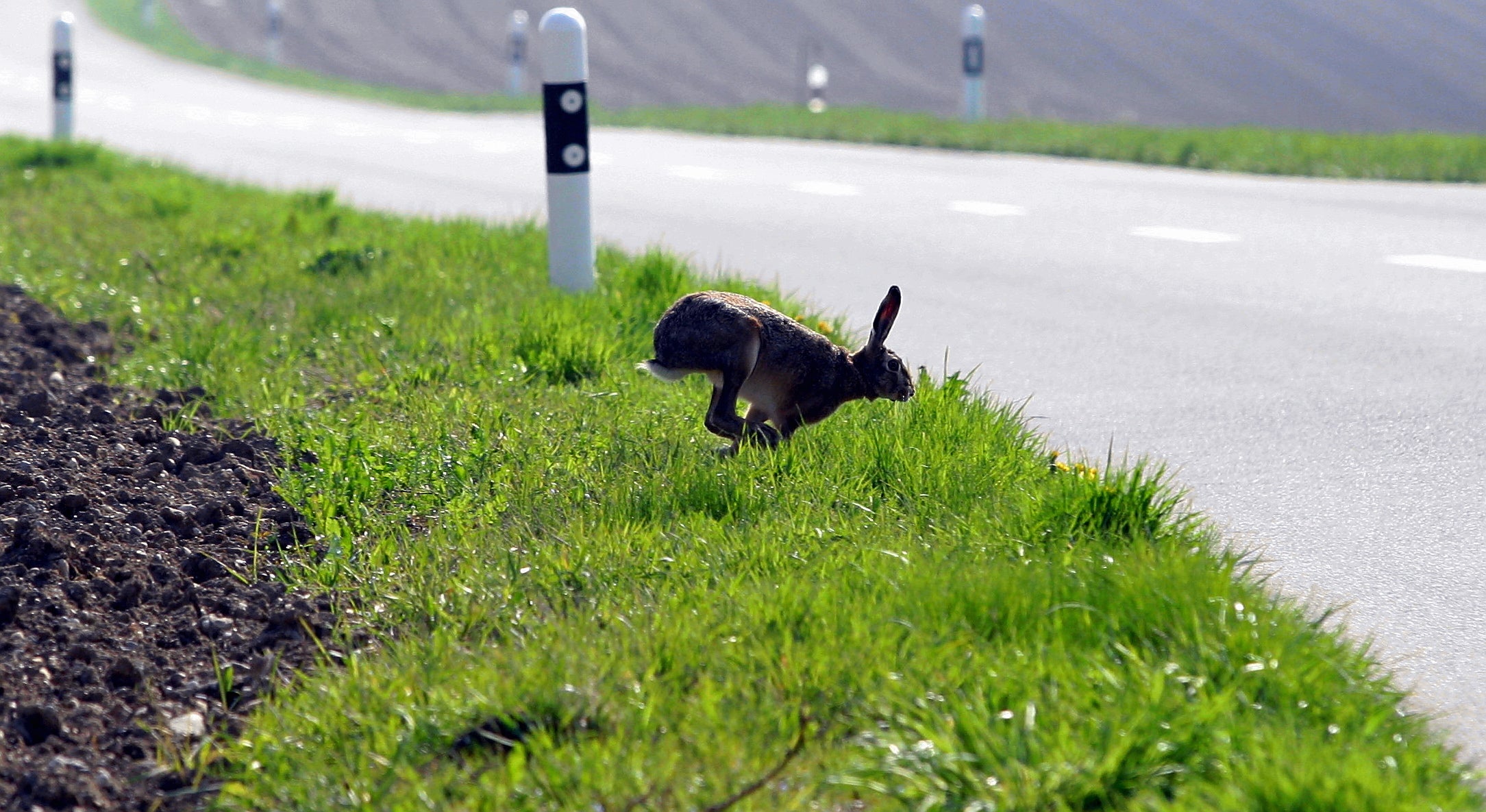 Mit Hasenpest Im Spital Grabs