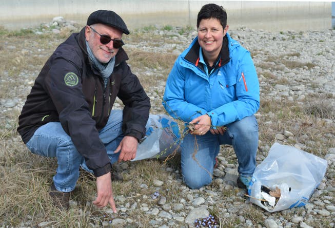 Biologe Michael Dienst und die Altnauer Gemeinderätin Moni Brauchli haben mitten im Kies ein Bodensee-Vergissmeinnicht gefunden. (Bild: Judith Schuck) 