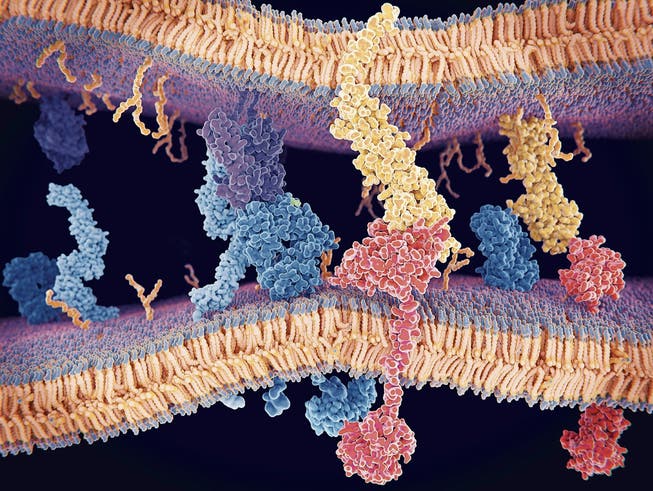 Blick ins Zelleninnere, wo sich Eiweisse und Killerzellen bekämpfen. (Bild: Getty)